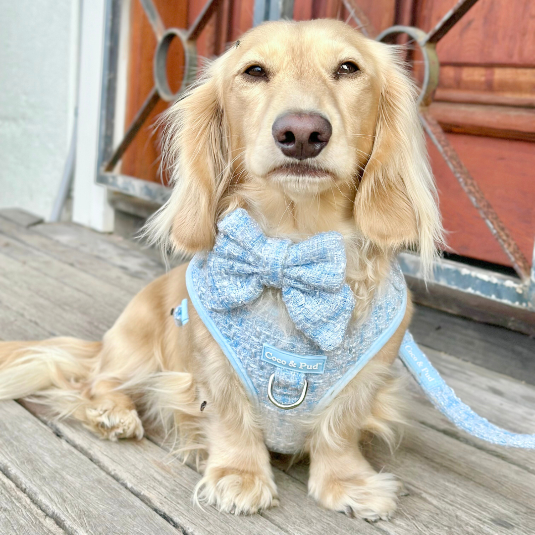 Boucle de Luxe Adjustable Dog Harness - Whisper Blue