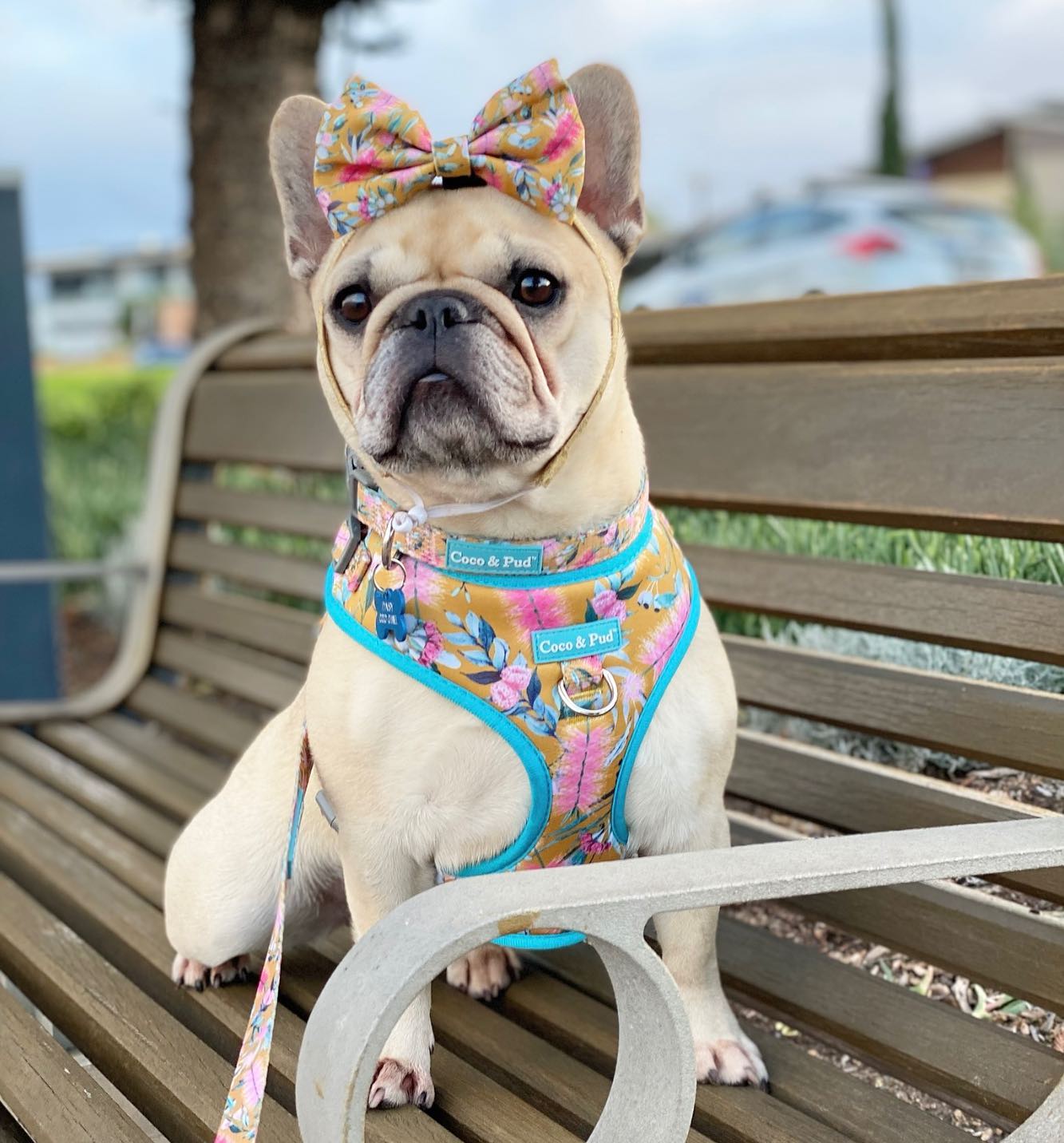 Brush With Nature Dog Collar