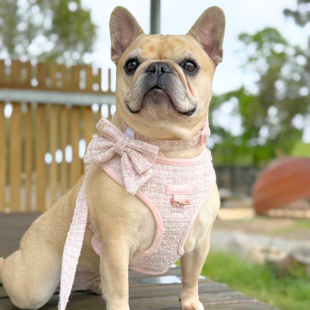 Boucle de Luxe Adjustable Dog Harness - Rose Blush
