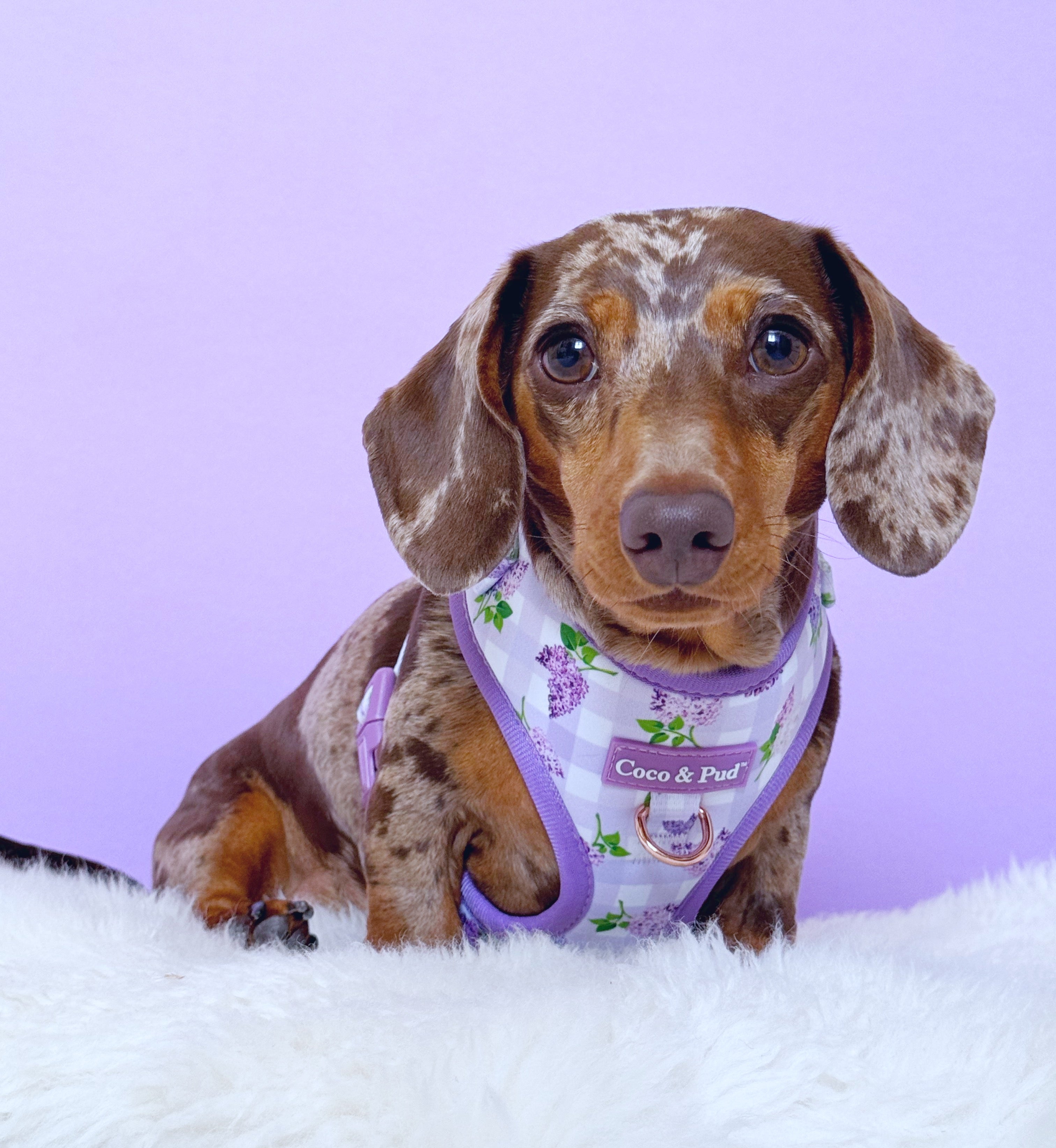 Dachshund wearing a Gingham Lilac Adjustable harness on a white surface and purple background