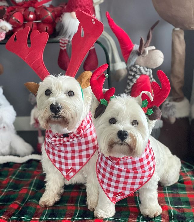 Two West Highland Terriers wearing red reindeer antlers and Gingham Red Bandanas