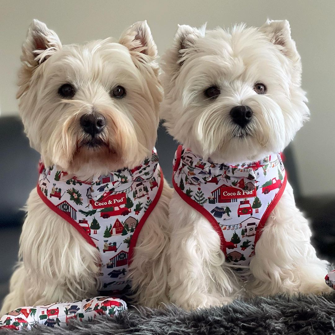 Home For Christmas Adjustable Dog Harness - Coco & Pud