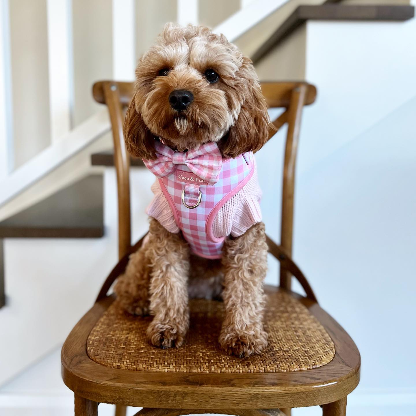 Cavoodle wearing matching Gingham Rose Adjustable Dog Harness and Coco Cable Dog Sweater in Blush Pink