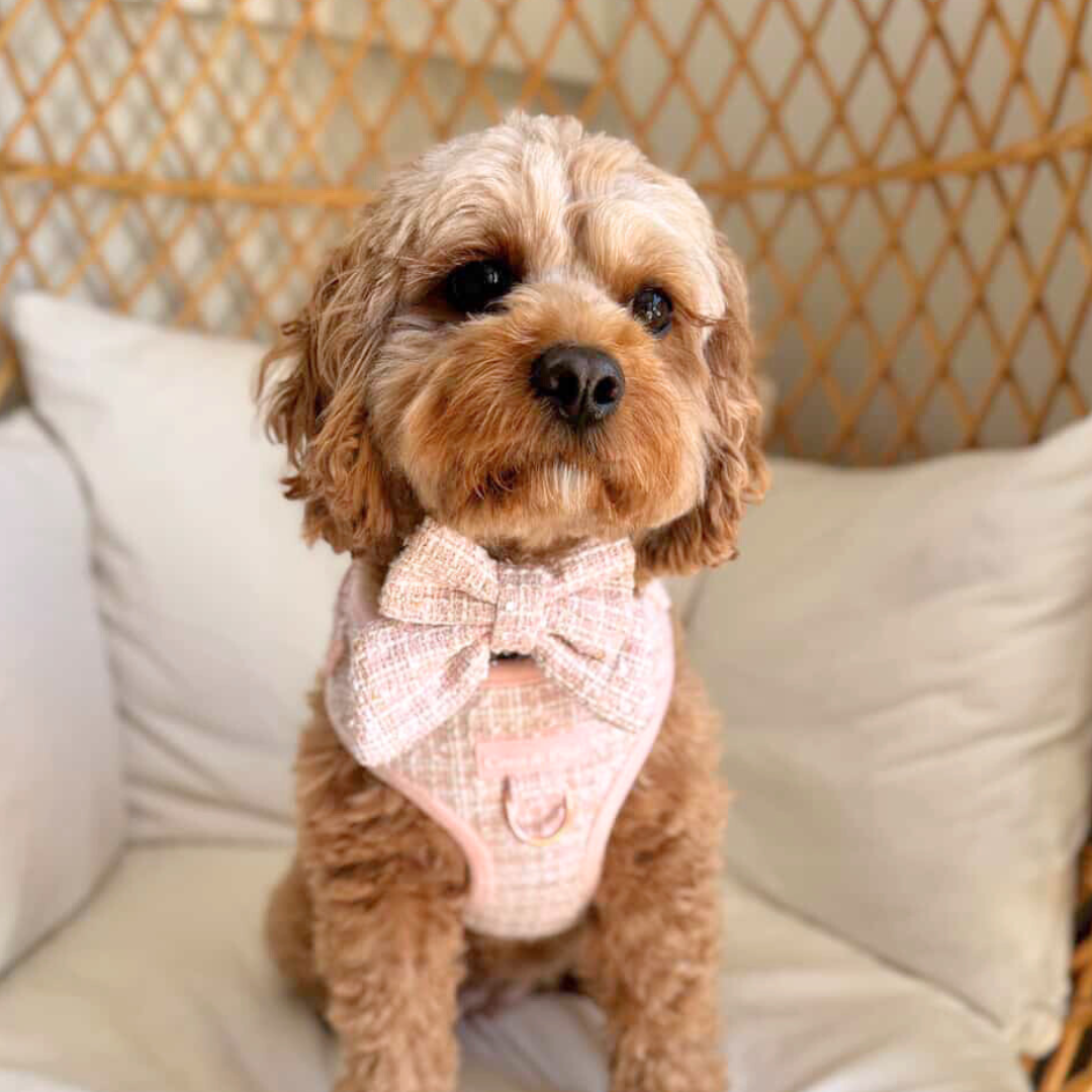 Boucle de Luxe Adjustable Dog Harness - Rose Blush