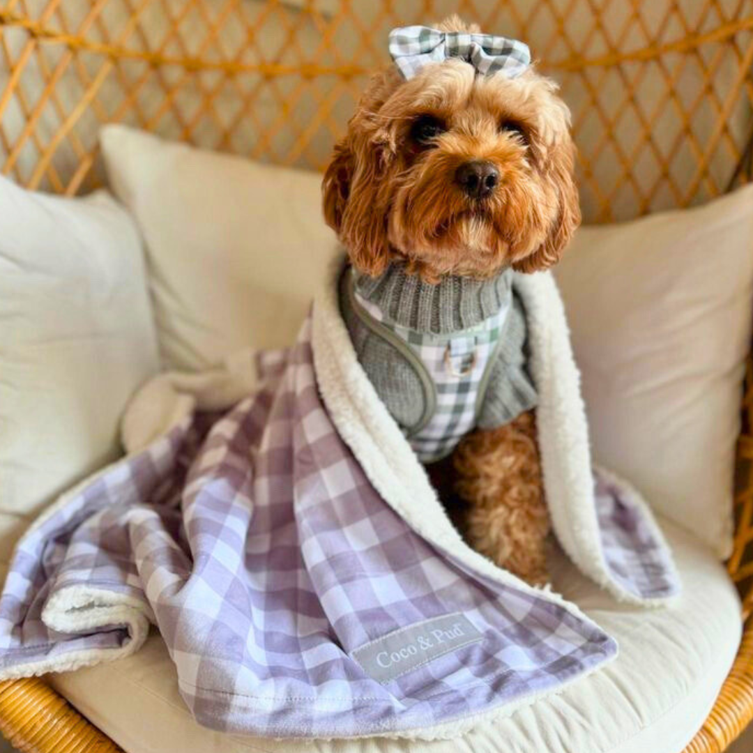 Kiki in Coco & Pud Gingham Olive Grey Dog Harness & Gingham Grey Pet Blanket
