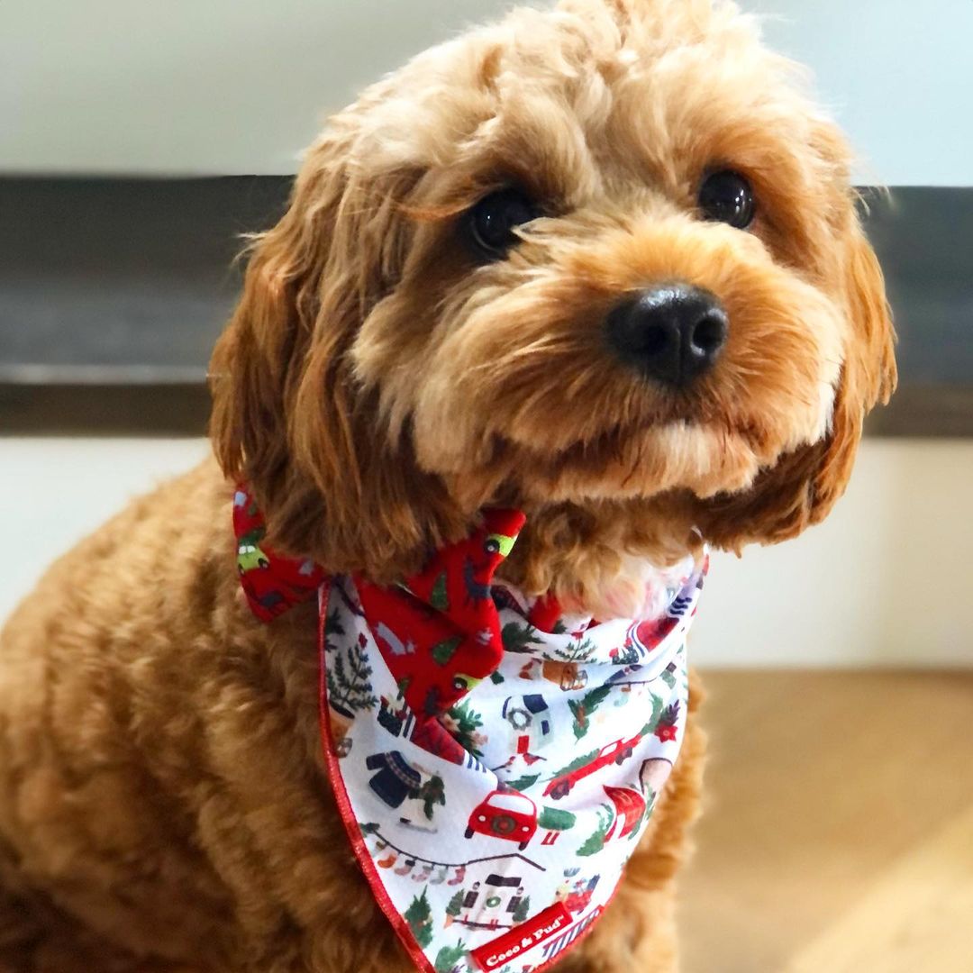 Home For Christmas Dog Bandana - Coco & Pud