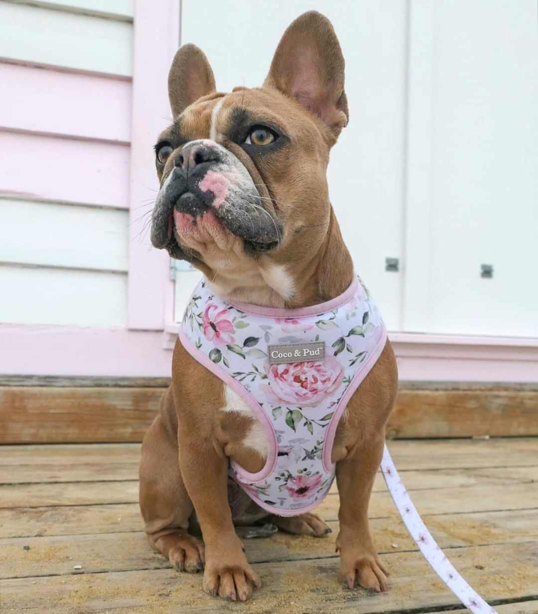 French bulldog wearing Coco & Pud Le Jardin Dog Harness & atching dog lead