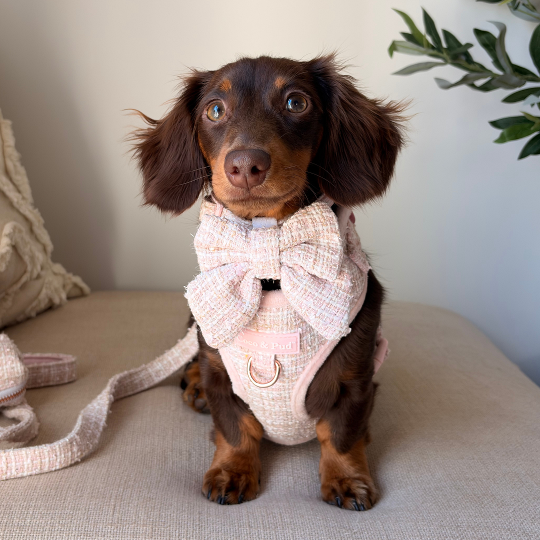 Boucle de Luxe Adjustable Dog Harness - Rose Blush