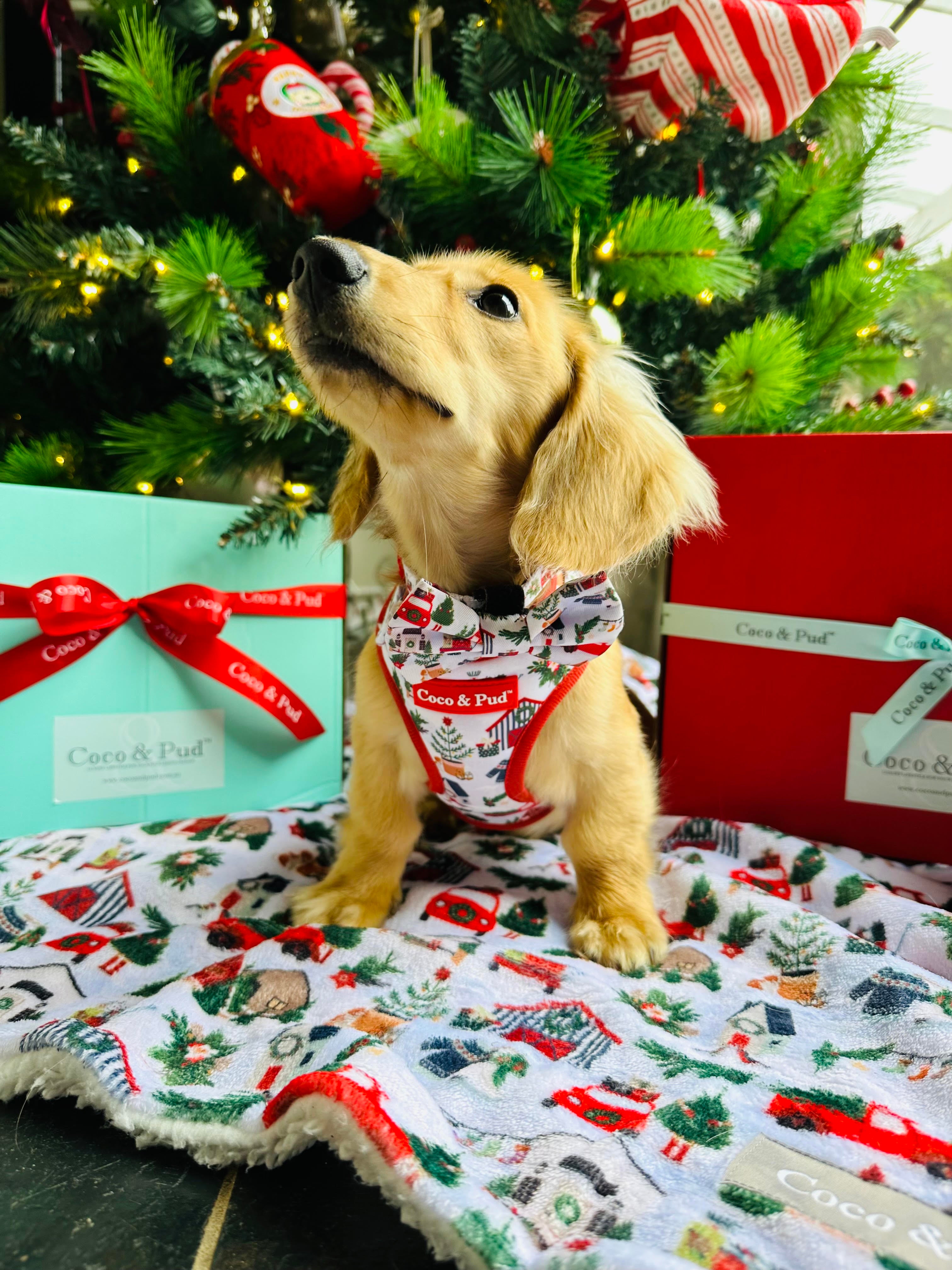 Home For Christmas Adjustable Dog Harness - Coco & Pud