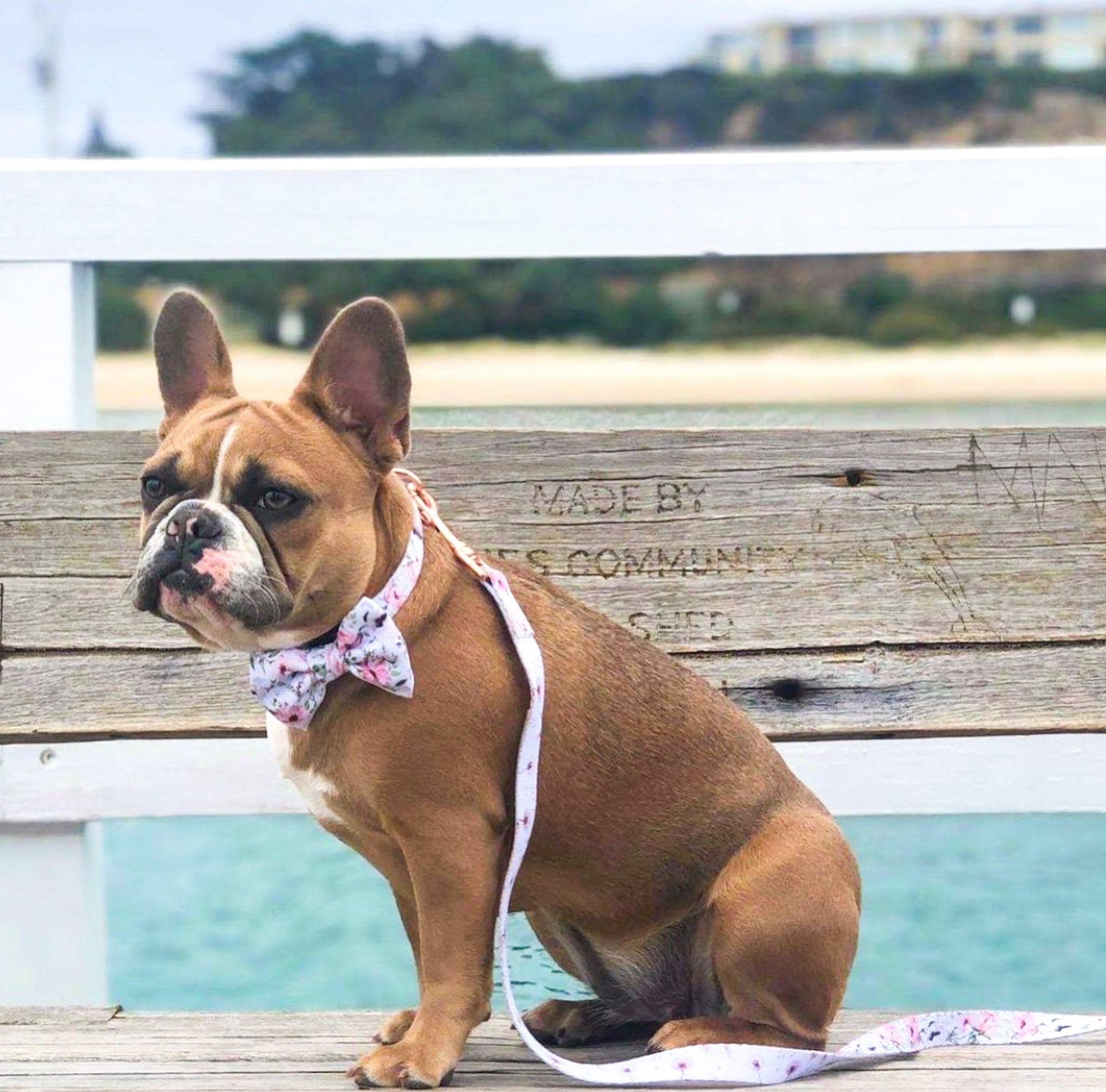 French Bulldog wearing Coco & Pud Le Jardin Collar, Bow tie and dog leash