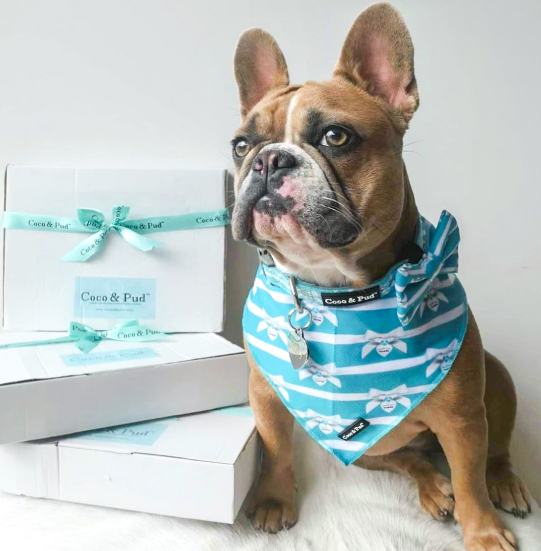 French bulldog wearing Audrey Bandana and matching dog collar and bow tie