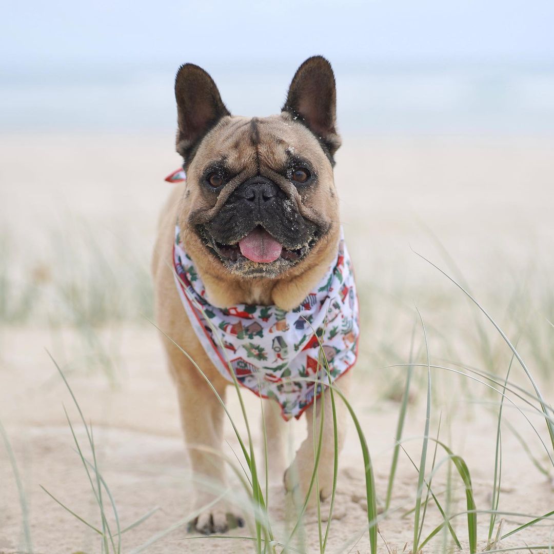 Home For Christmas Dog Bandana - Coco & Pud