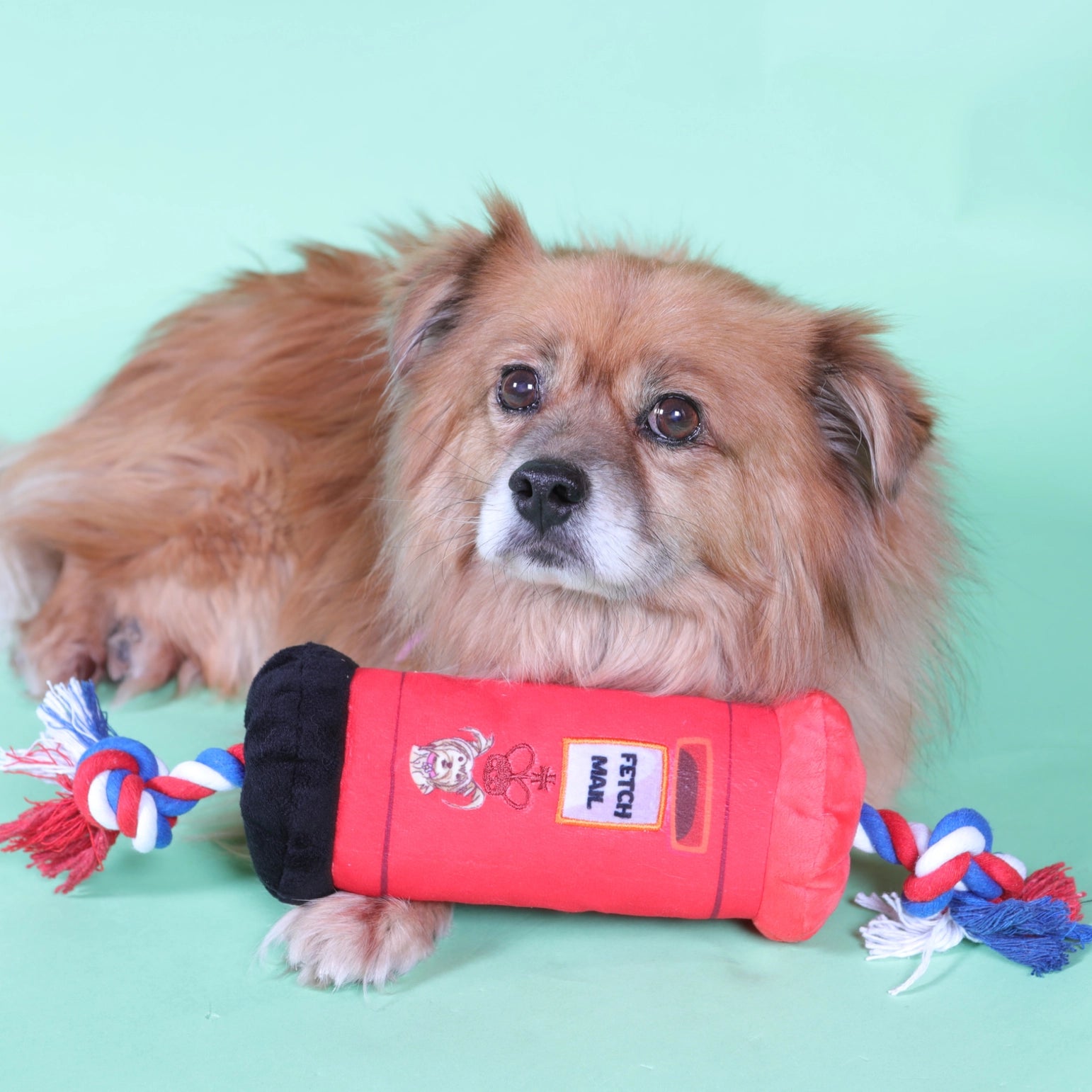 Coco & Pud Puppy playing with British Mailbox Dog Tug Toy - Pet London