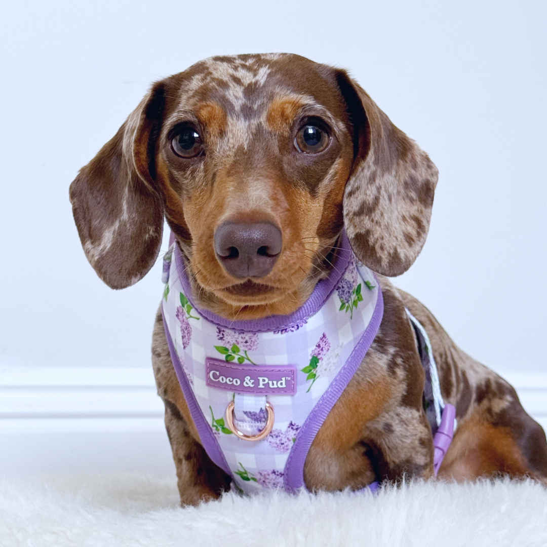 Coco & Pud Gingham Lilac Adjustable Dog Harness