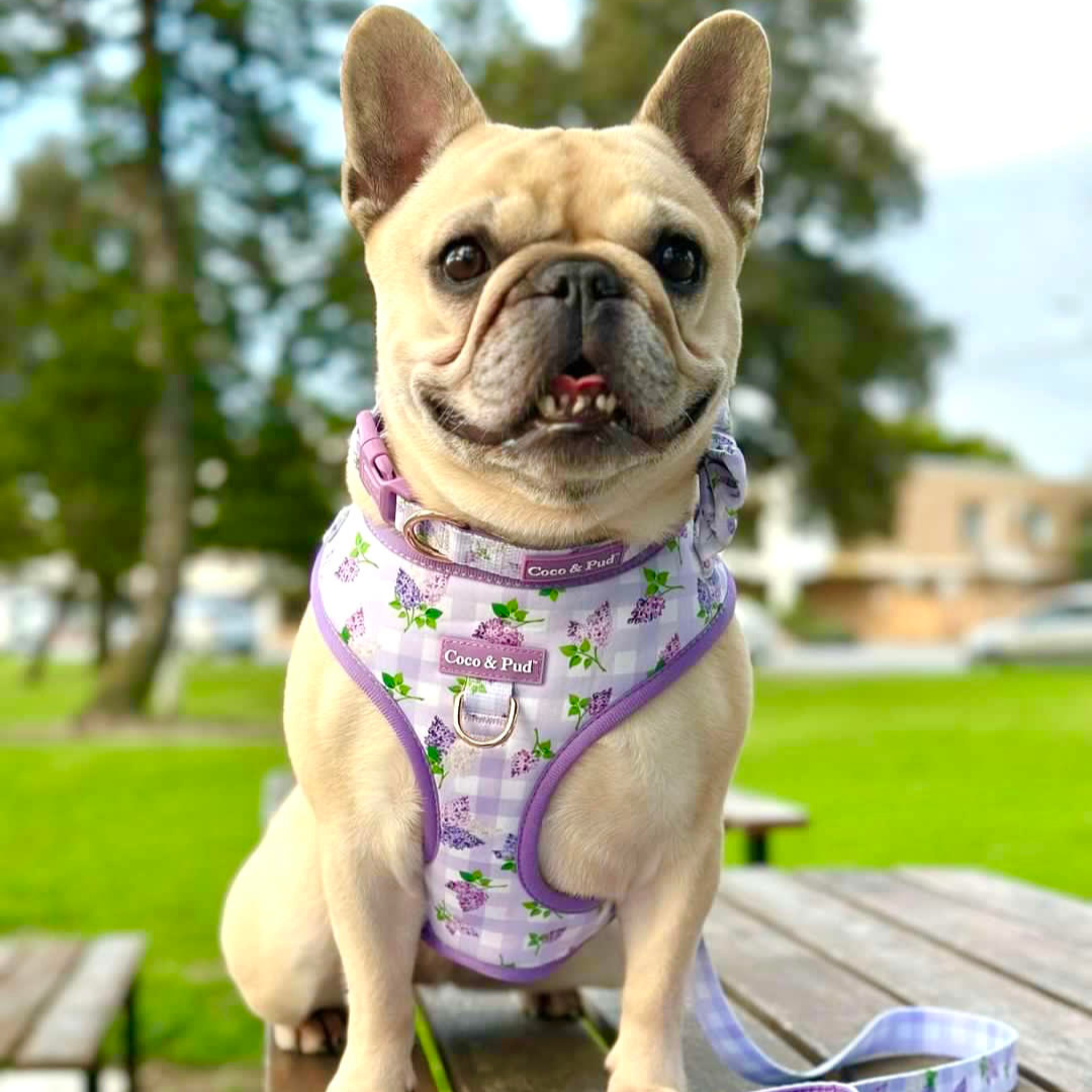 Coco & Pud Gingham Lilac Adjustable Dog Harness