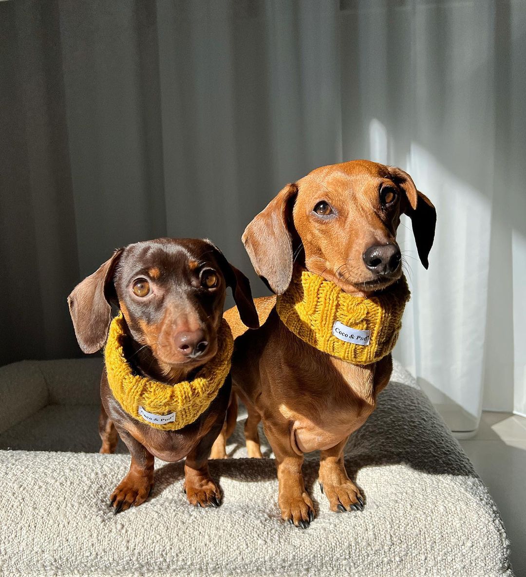 Coco Cable Snood - Mustard