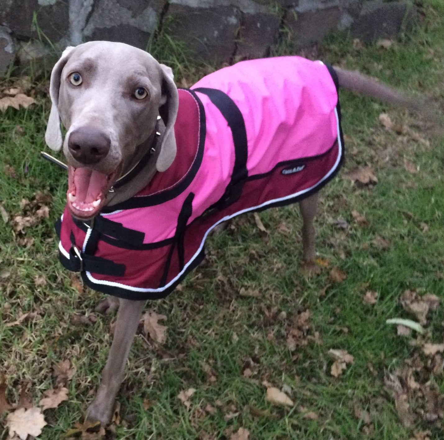 Waterproof Dog Coat 3022 - Red/ Pink - Coco & Pud