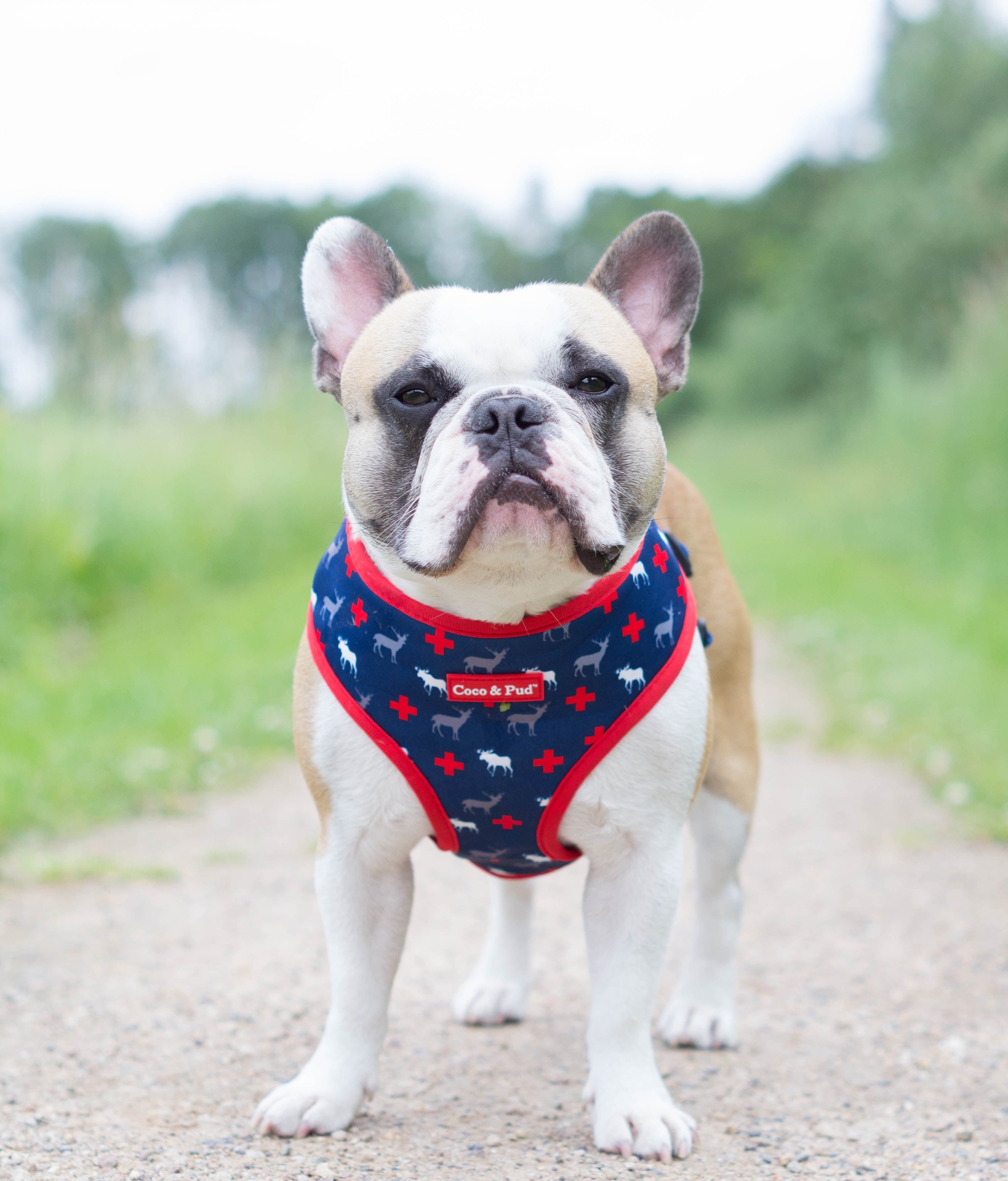 Coco & Pud Adventure Bandana - Coco & Pud