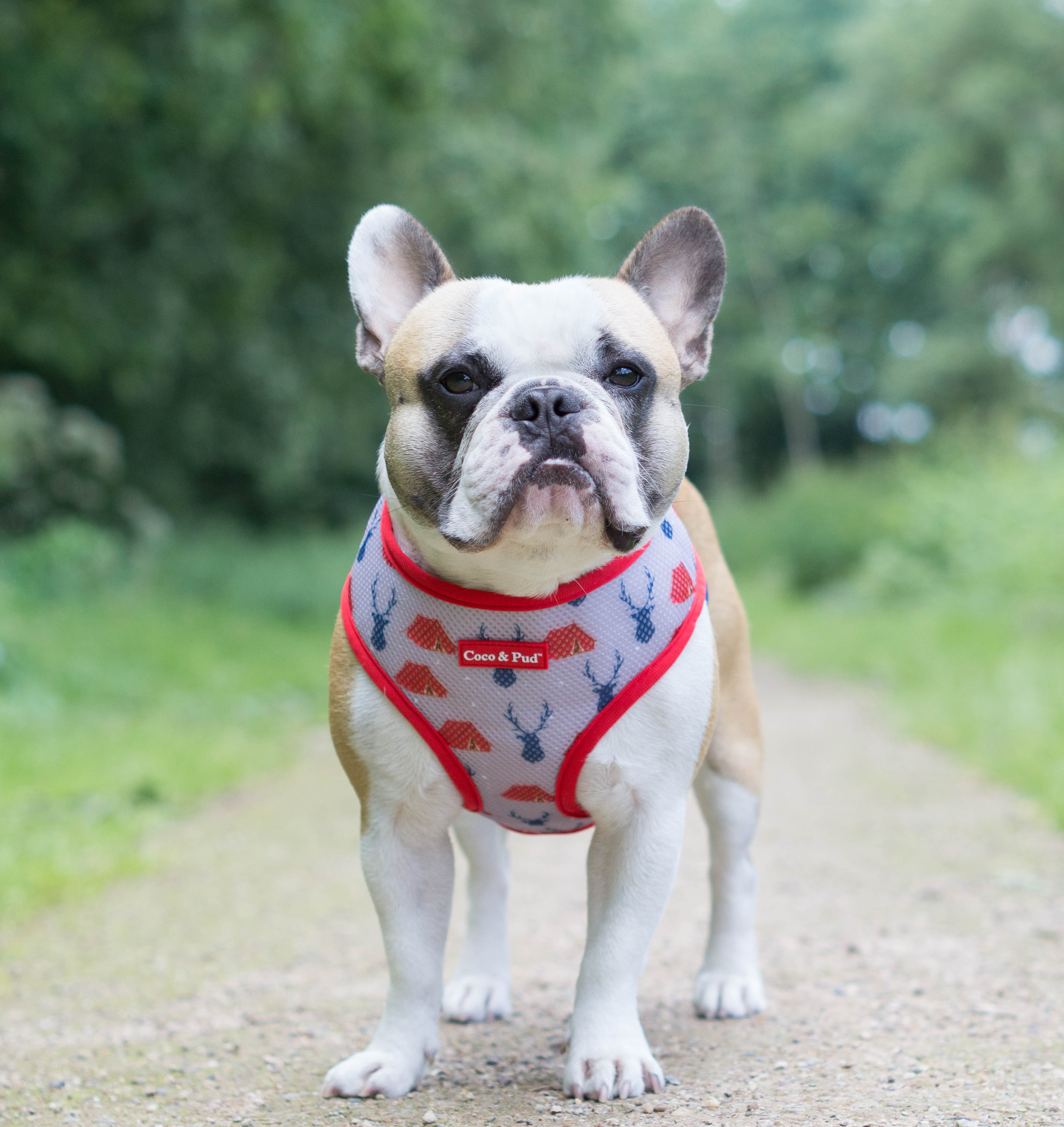 Coco & Pud Adventure Bandana - Coco & Pud