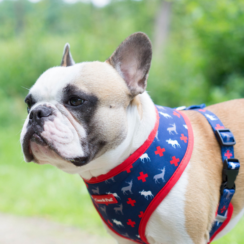 Coco & Pud Adventure Bandana - Coco & Pud