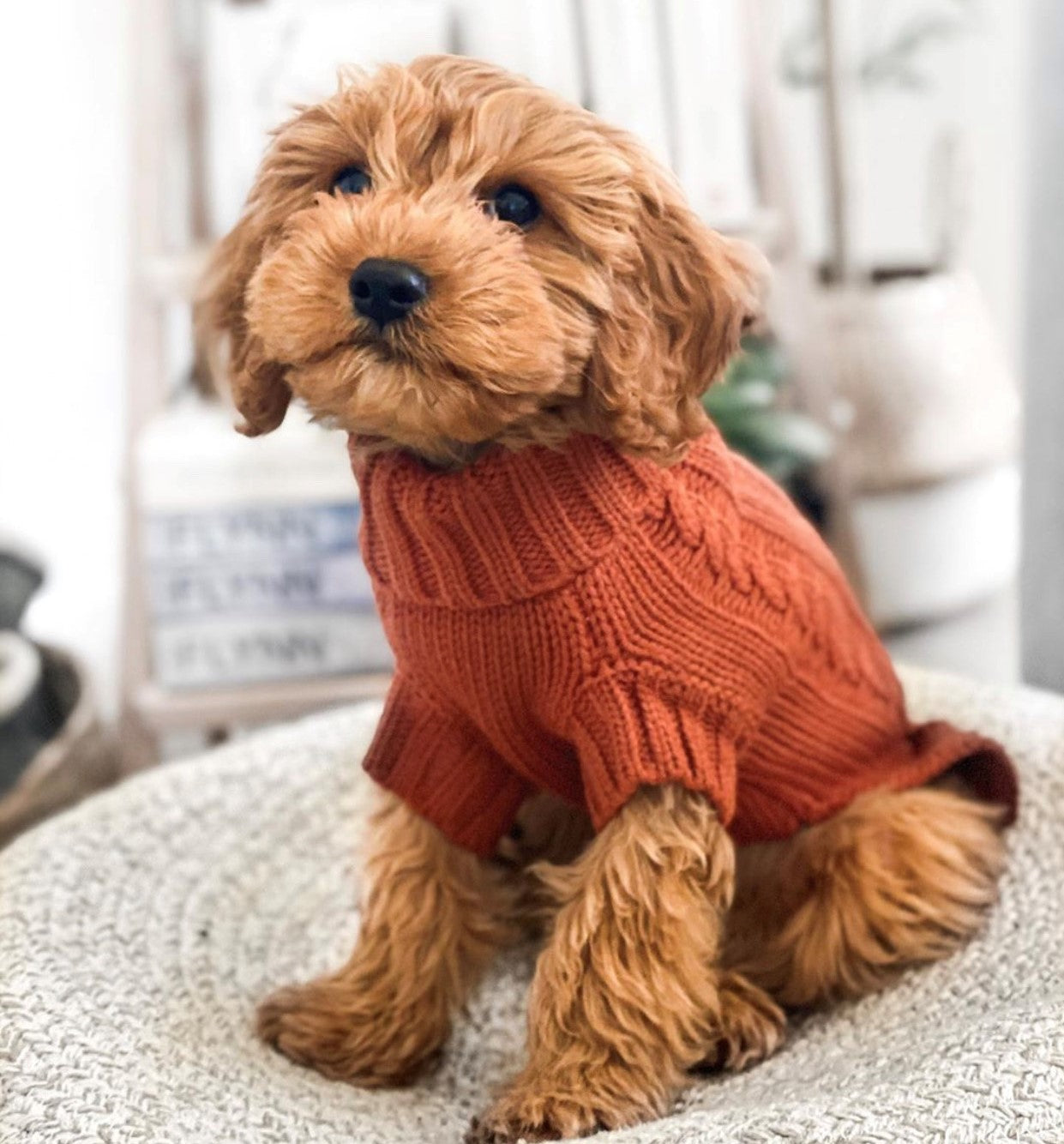 Archie in Coco & Pud Coco Cable Sweater Sienna