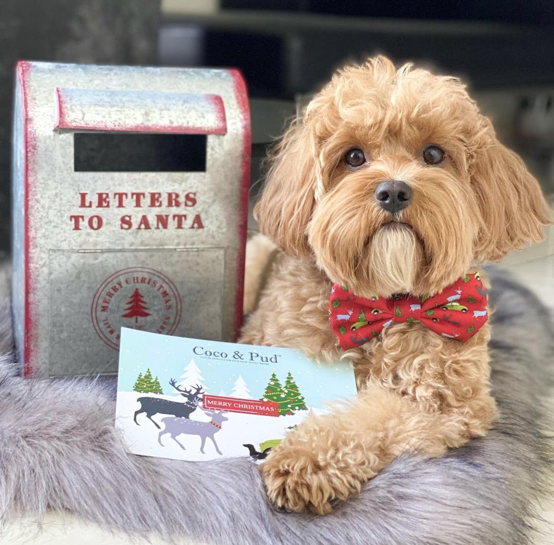 Asta in Deck the Paws Christmas Dog Collar & Bow tie