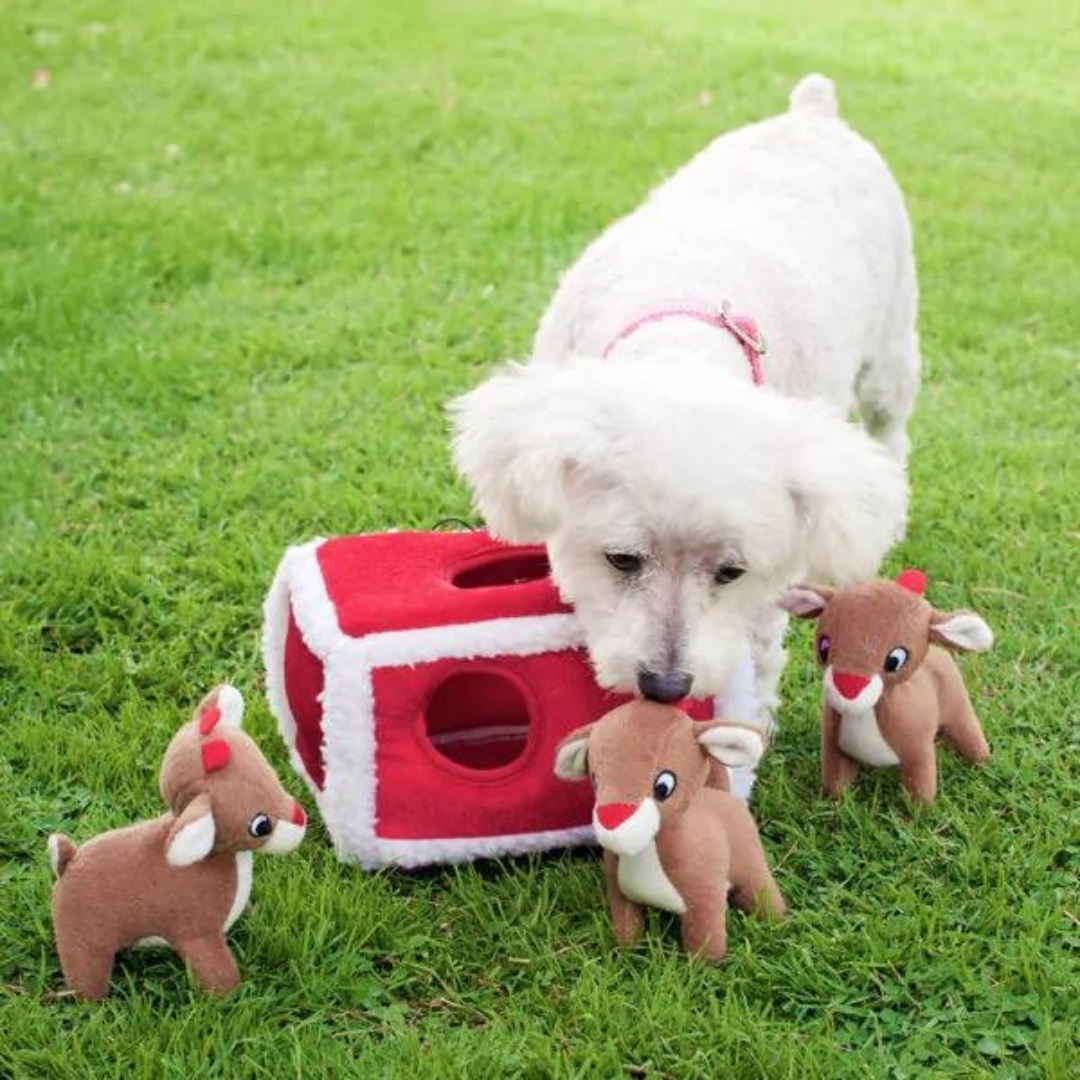 Cavoodle dog playing with Zippy Paws Interactive reindeer Pen dog toy - Coco & Pud