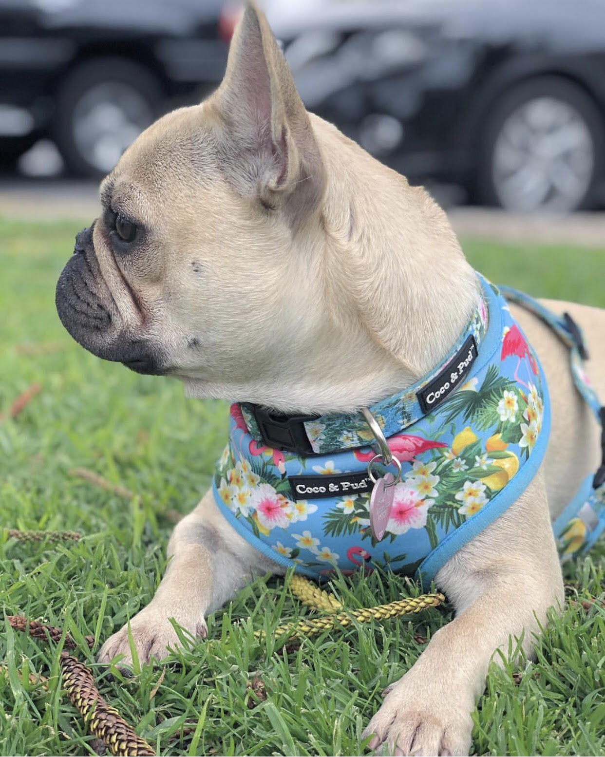Coco & Pud Flamingo Tropical Dog Harness - Coco & Pud