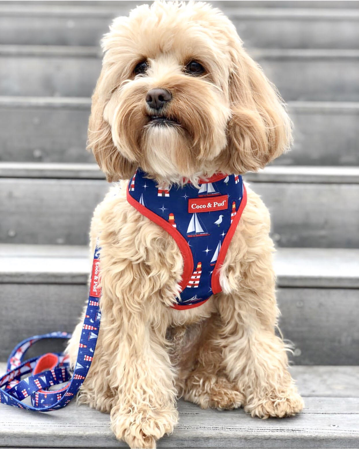 Coco & Pud Hamptons Reversible Dog lead/ Leash - Coco & Pud
