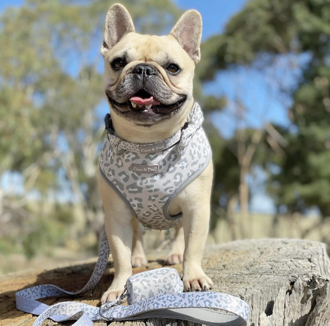 Daisy in Coco & Pud Amur Leopard Dog Harness