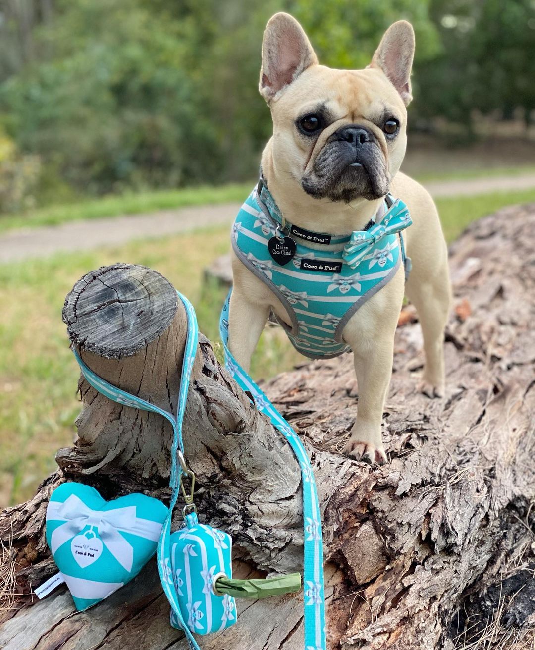 Daisy in Coco & Pud Audrey Dog Harness