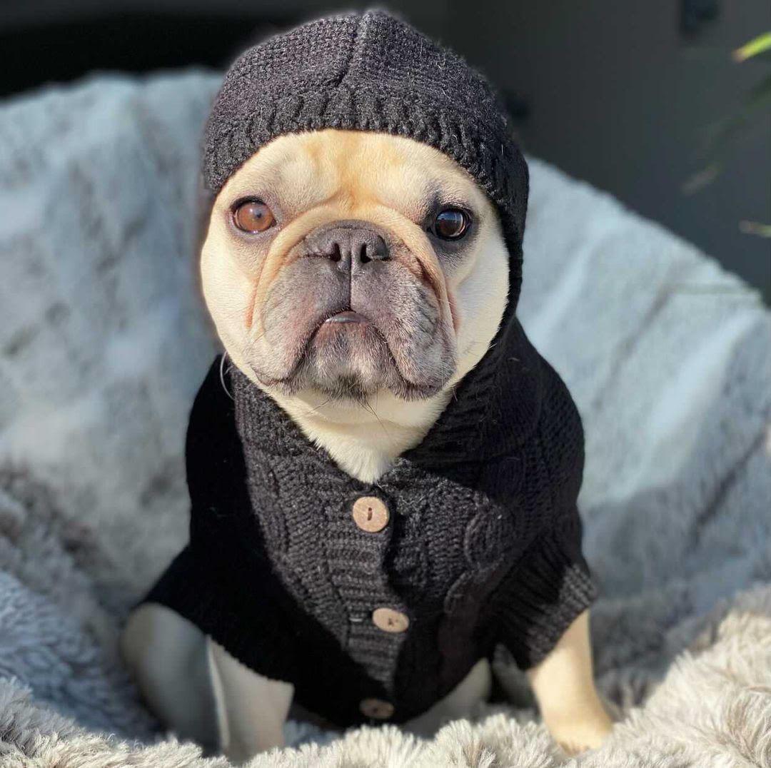 Daisy in Coco & Pud Edinbrugh Black Pet SWeater