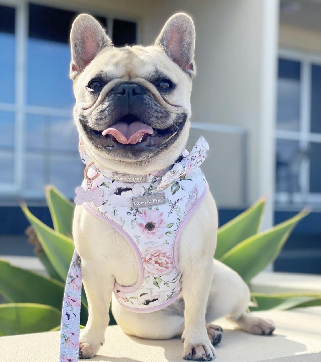 Coco & Pud Le Jardin Reversible Dog Harness
