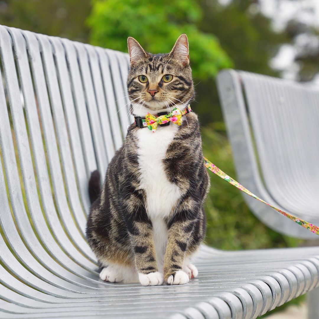 Diego in Coco & Pud Summer Sunrise Cat Collar & Bowtie