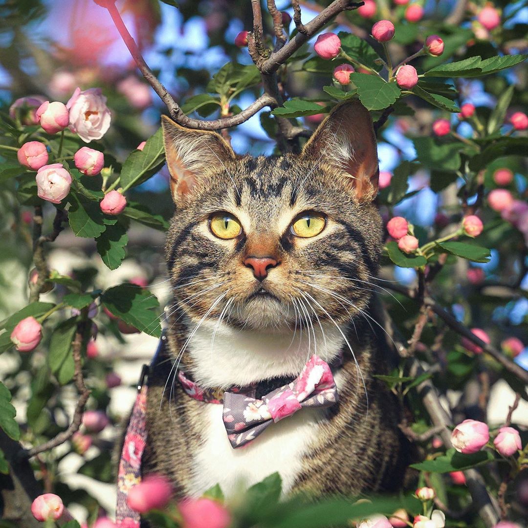 Diego in Coco & Pud Vintage Garden Cat Collar & Bowtie