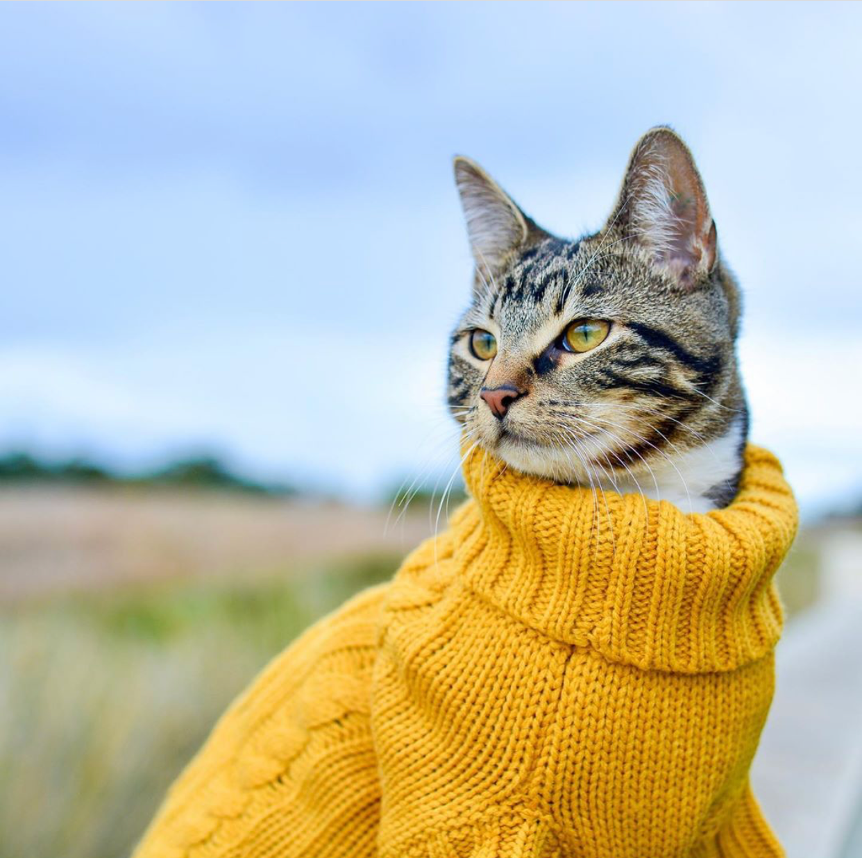 Coco & Pud Cable Sweater -Mustard & Diego 