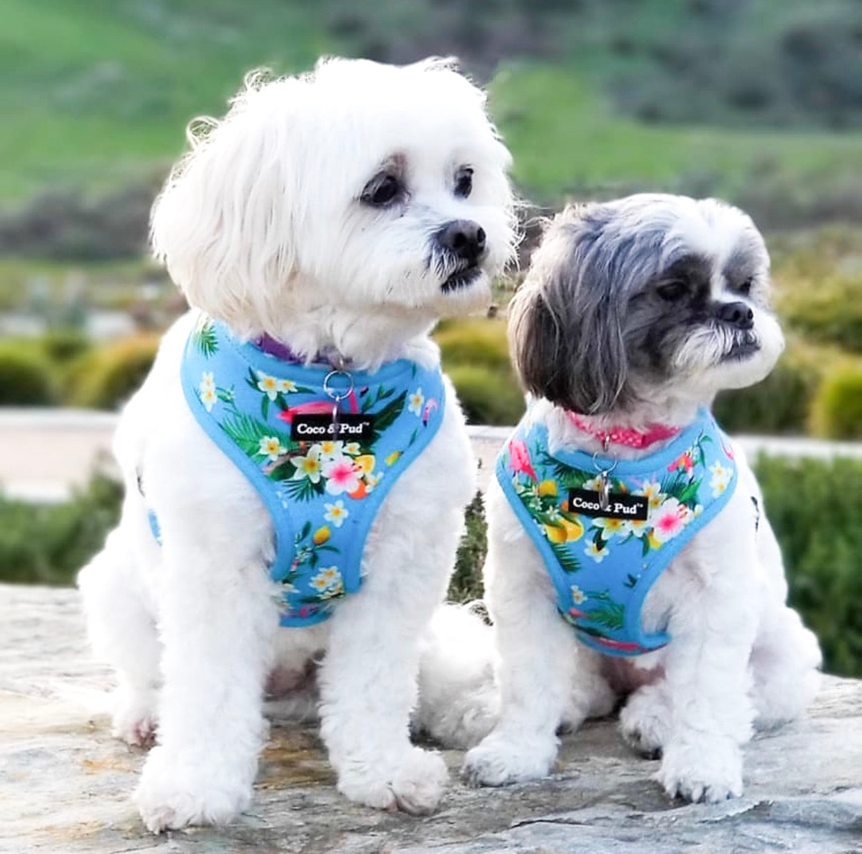 Coco & Pud Flamingo Tropical Dog Harness - Coco & Pud