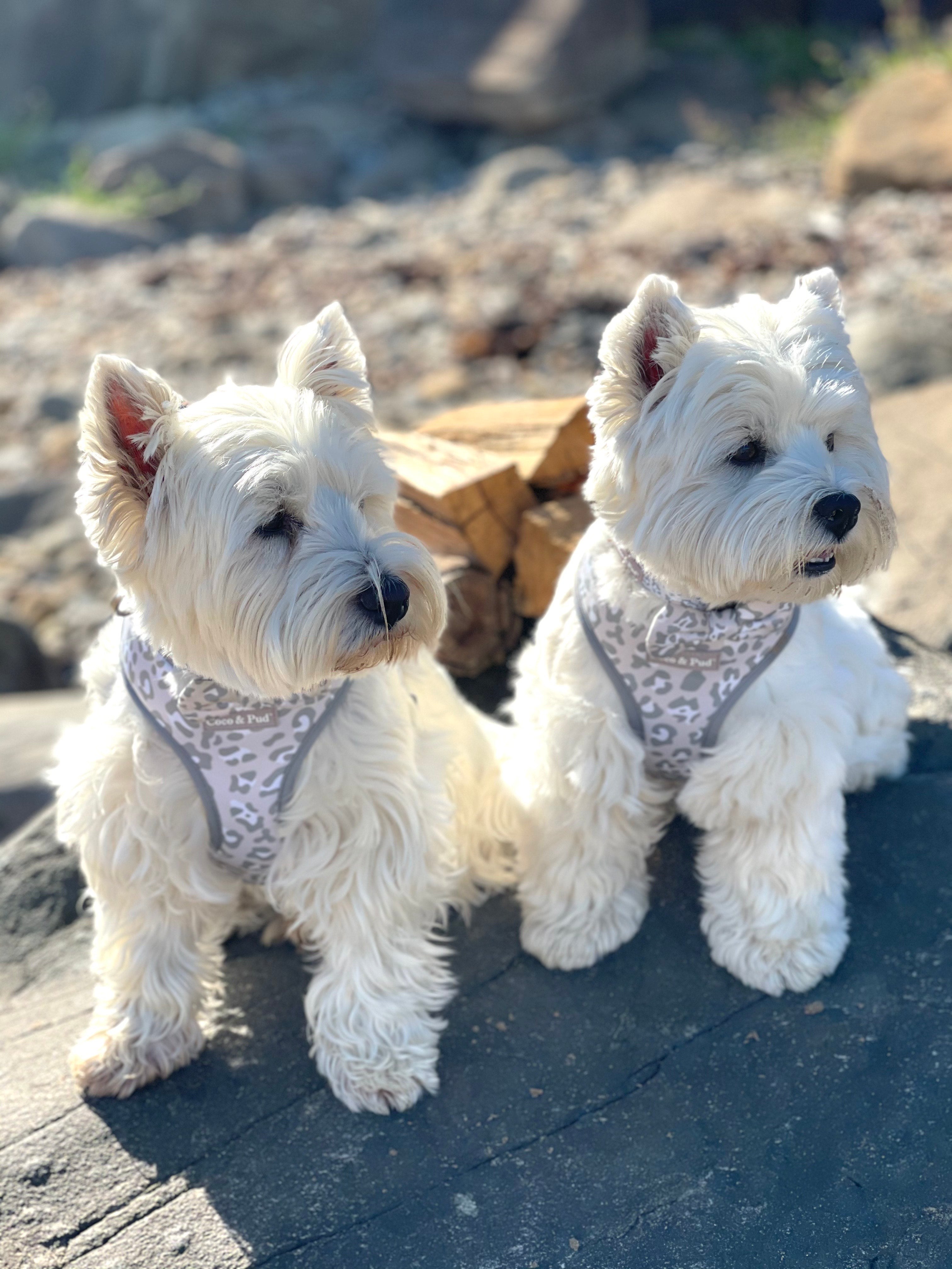 Hamish & Jazz in Coco & Pud Amur Leopard Dog Harness