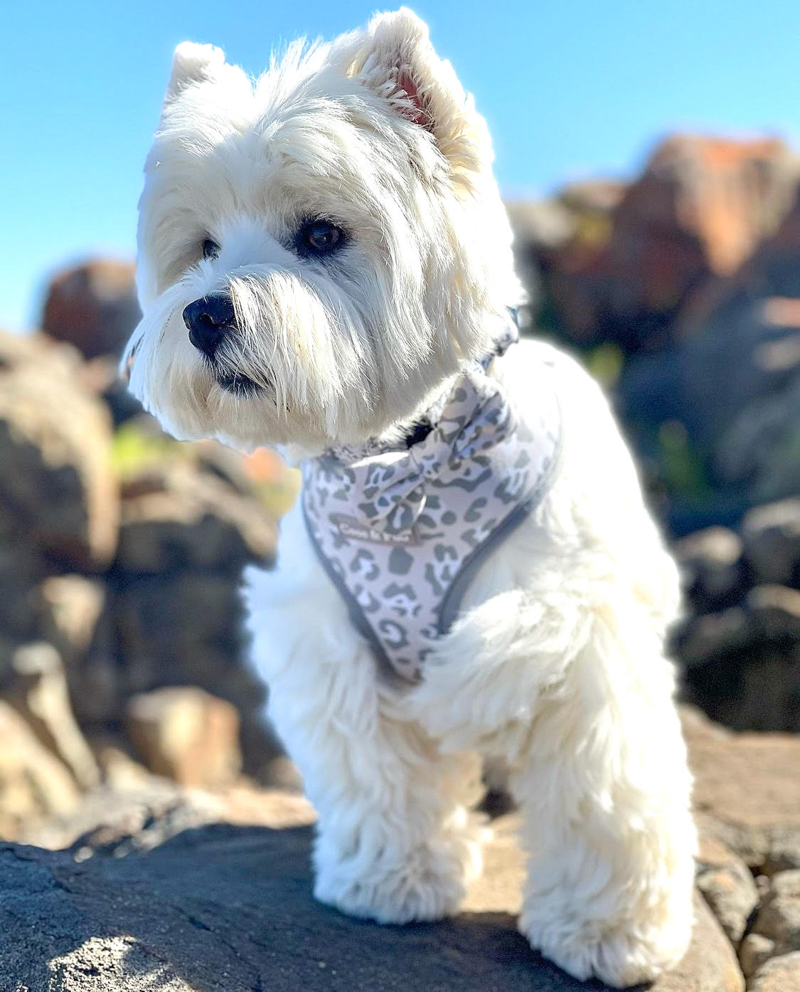 Hamish in Coco & Pud Amur Leopard Dog Harness