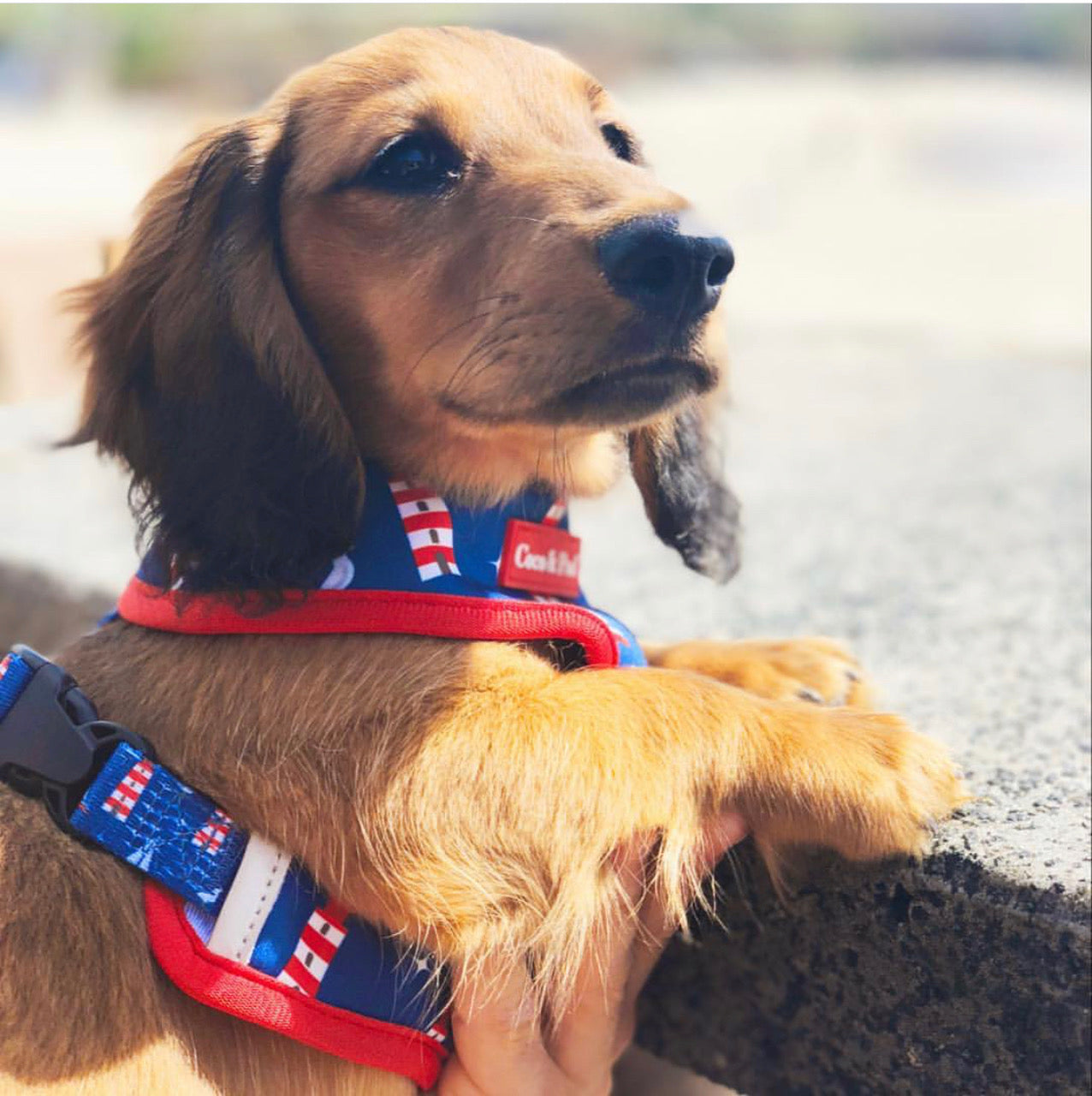 Coco & Pud Hamptons Reversible Dog Harness - Coco & Pud