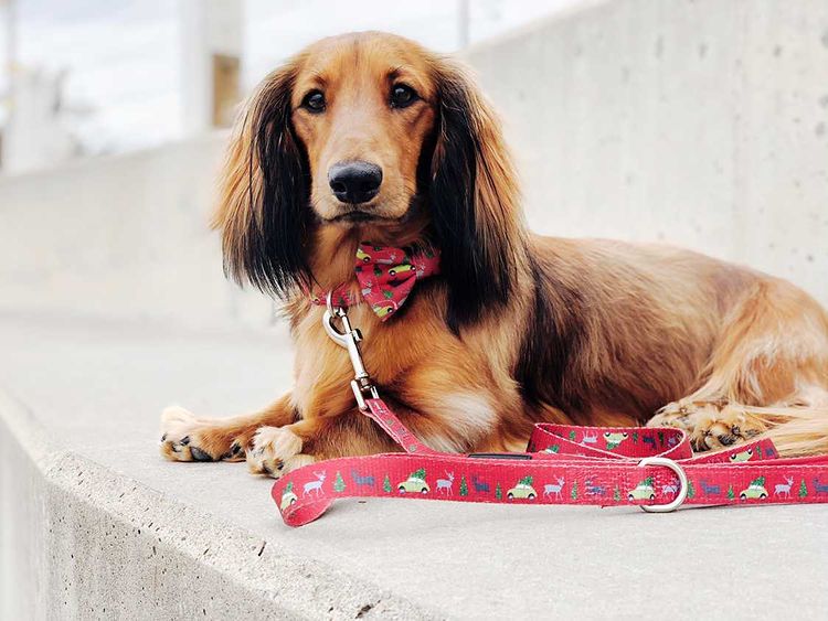 Henry in Deck the Paws Christmas Dog Collar & Lead