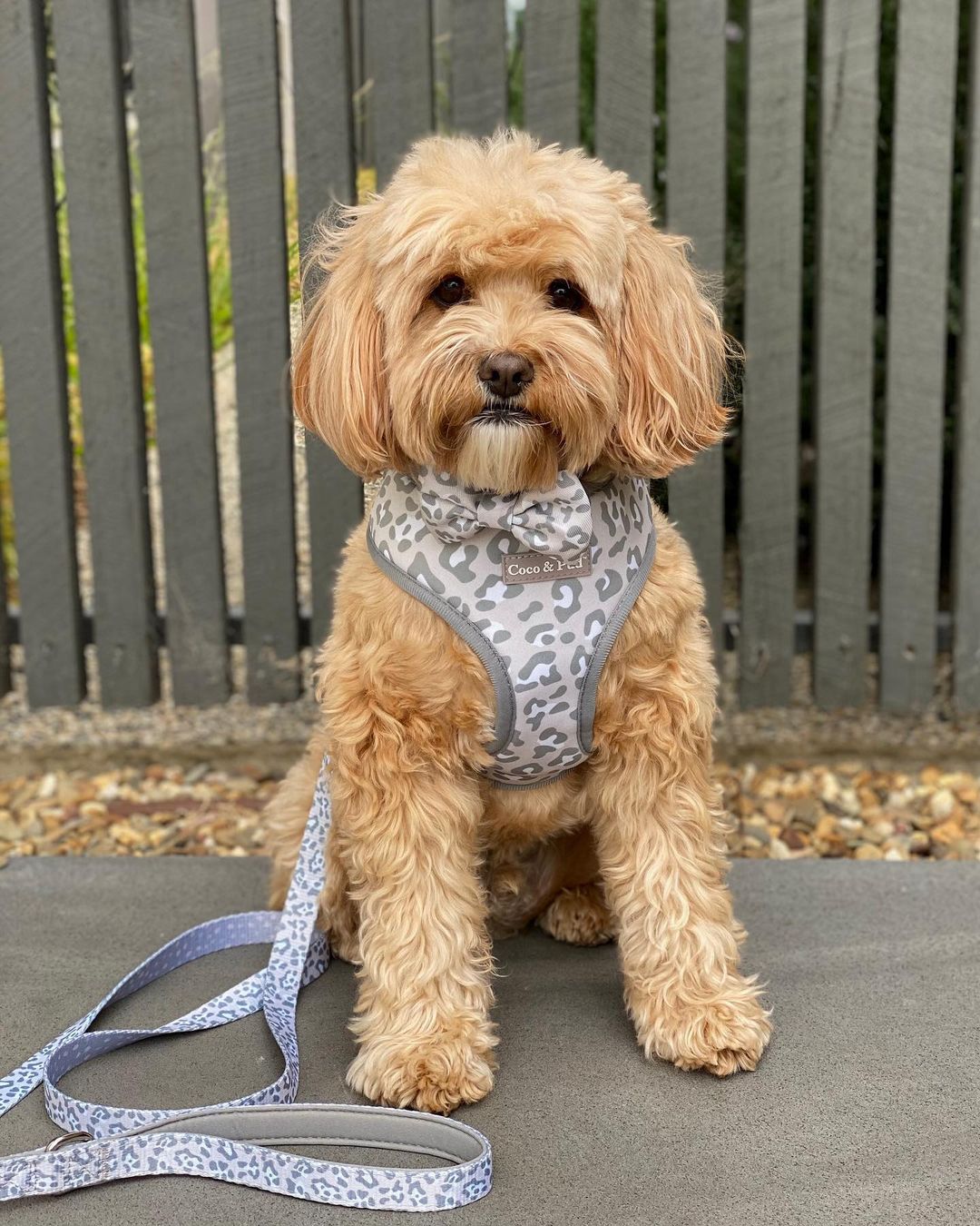 Humphrey in Coco & Pud Amur Leopard Harness