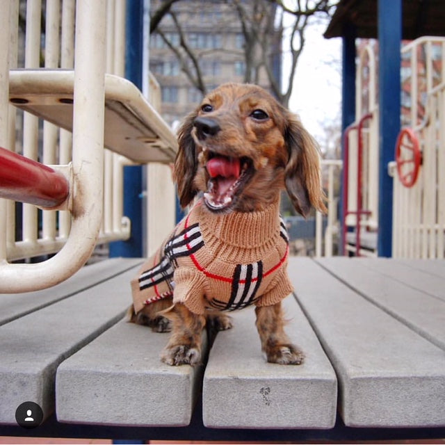 Coco & Pud Knightsbridge Dog Sweater - Beige - Coco & Pud