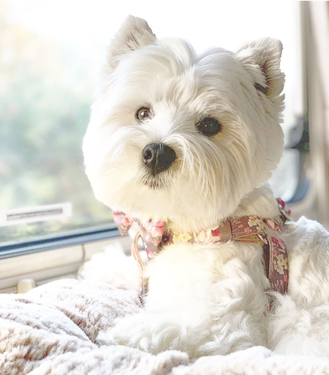 Jazz in Coco & Pud Vintage Garden Uniclip Lite Dog Harness