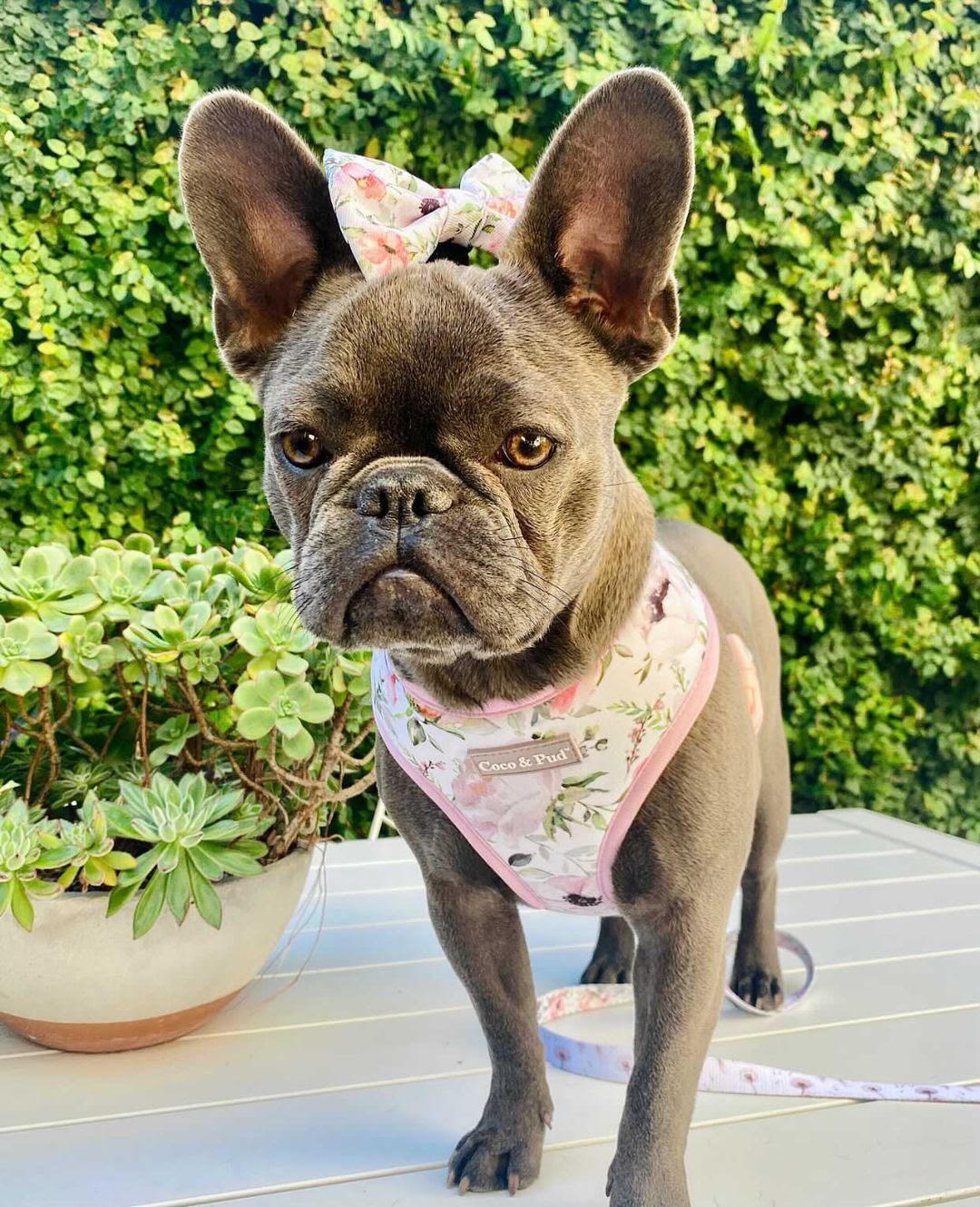 Jazz in Coco & Pud Le Jardin Dog Harness