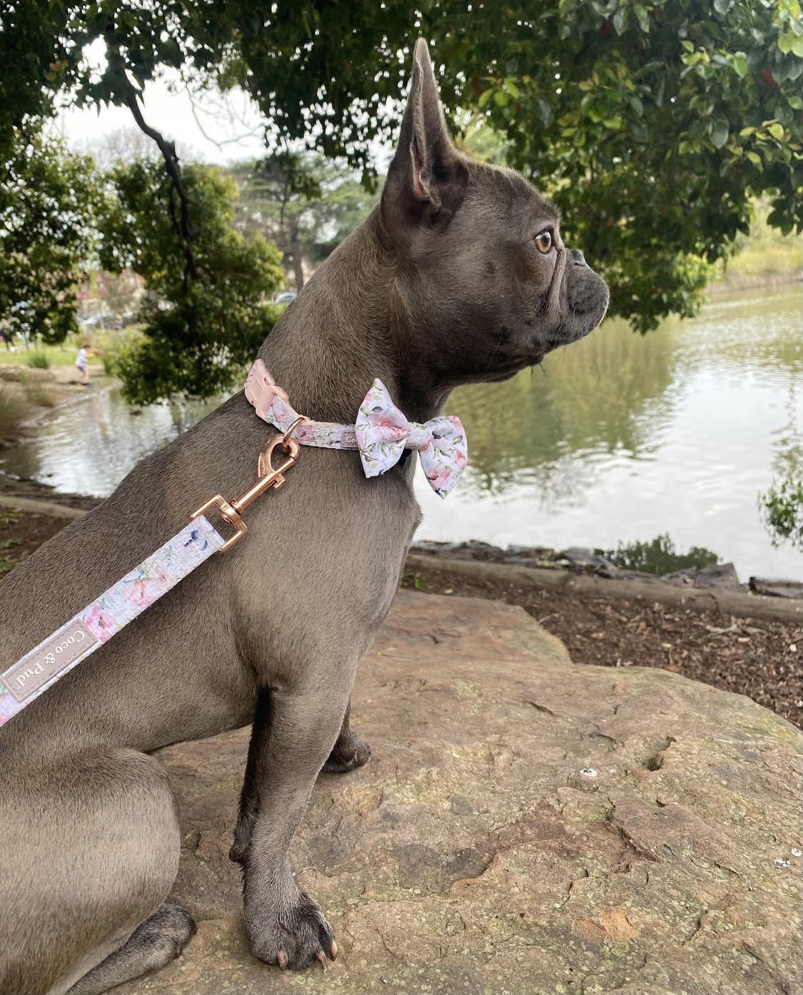 Jazz in Coco & Pud Le Jardin Dog Collar & Lead