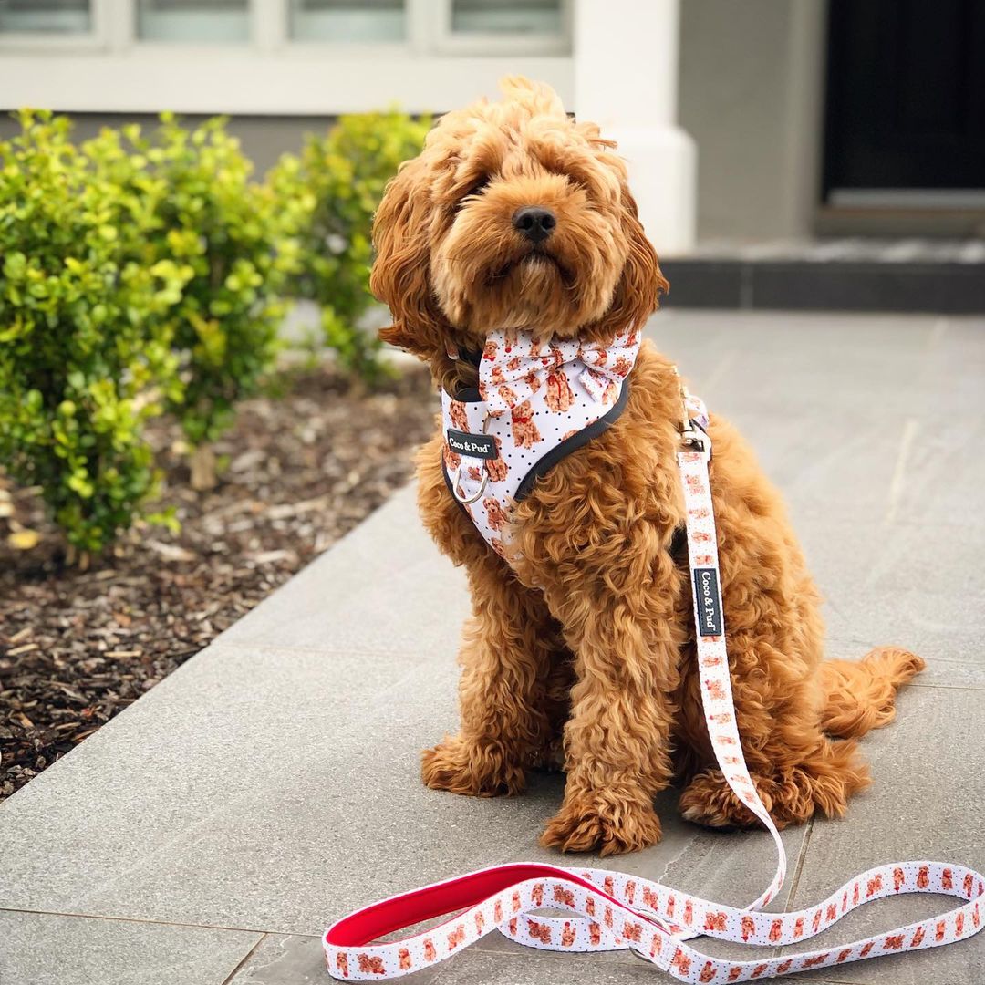 Coco & Pud Oodles of Fun - Kiki The Toy Cavoodle