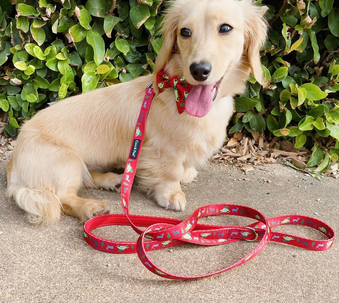 Lola in Coco & Pud Deck the Paws Dog Bowtie & Lead