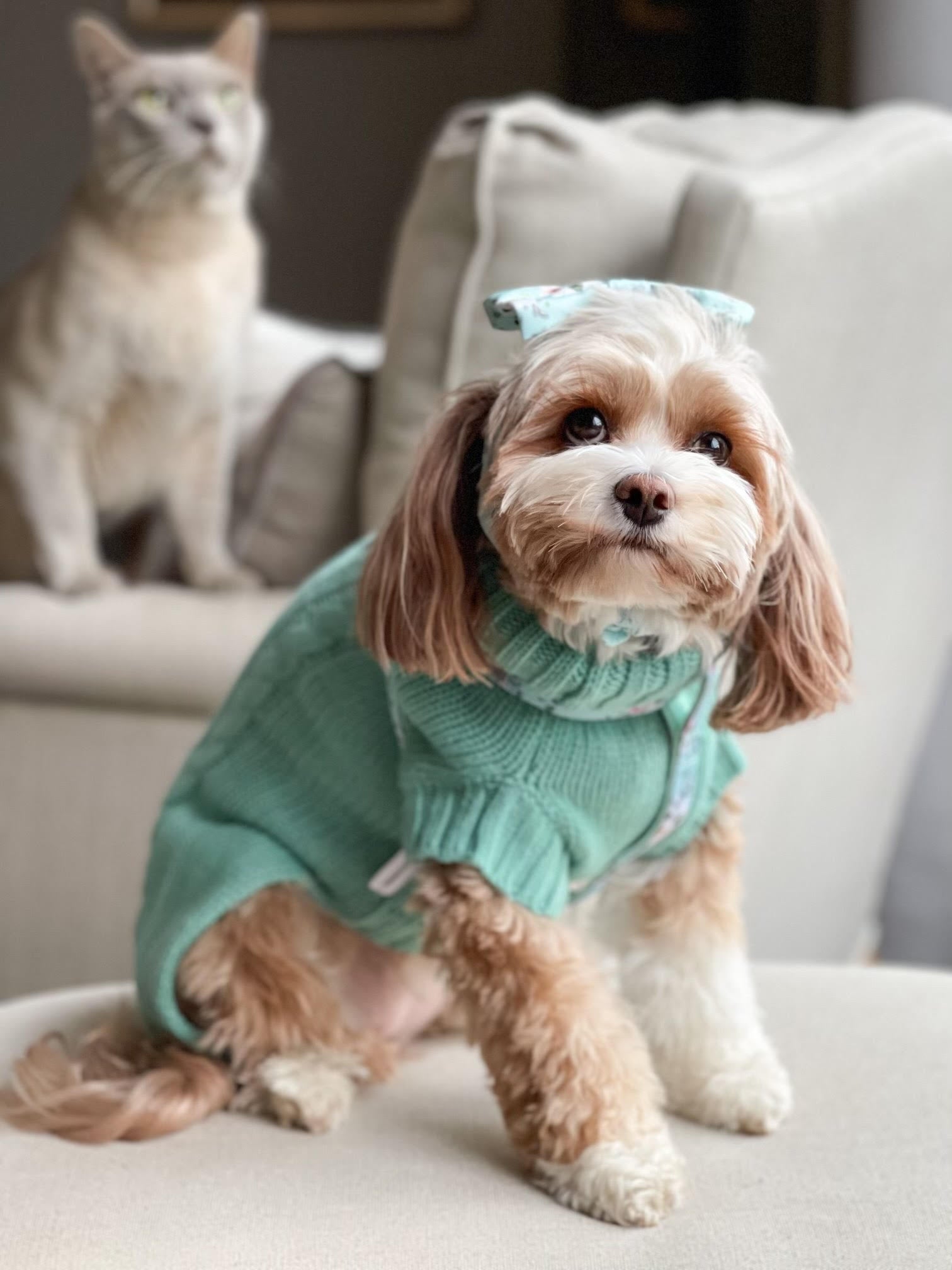 Maisie in Coco & Pud Coco Cable Azure Pet Sweater