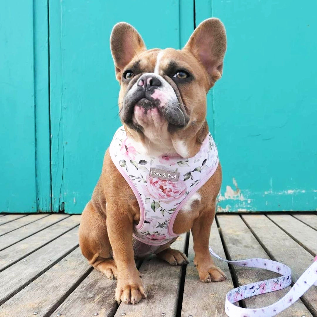 Coco & Pud Le Jardin Reversible Dog Harness